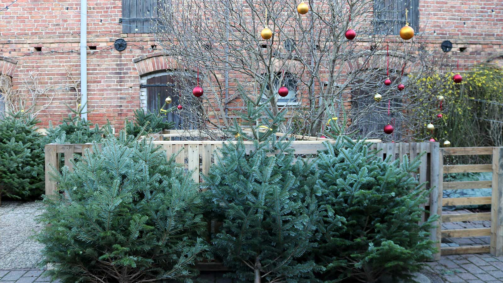 Weihnachtsbäume im Hinterhof